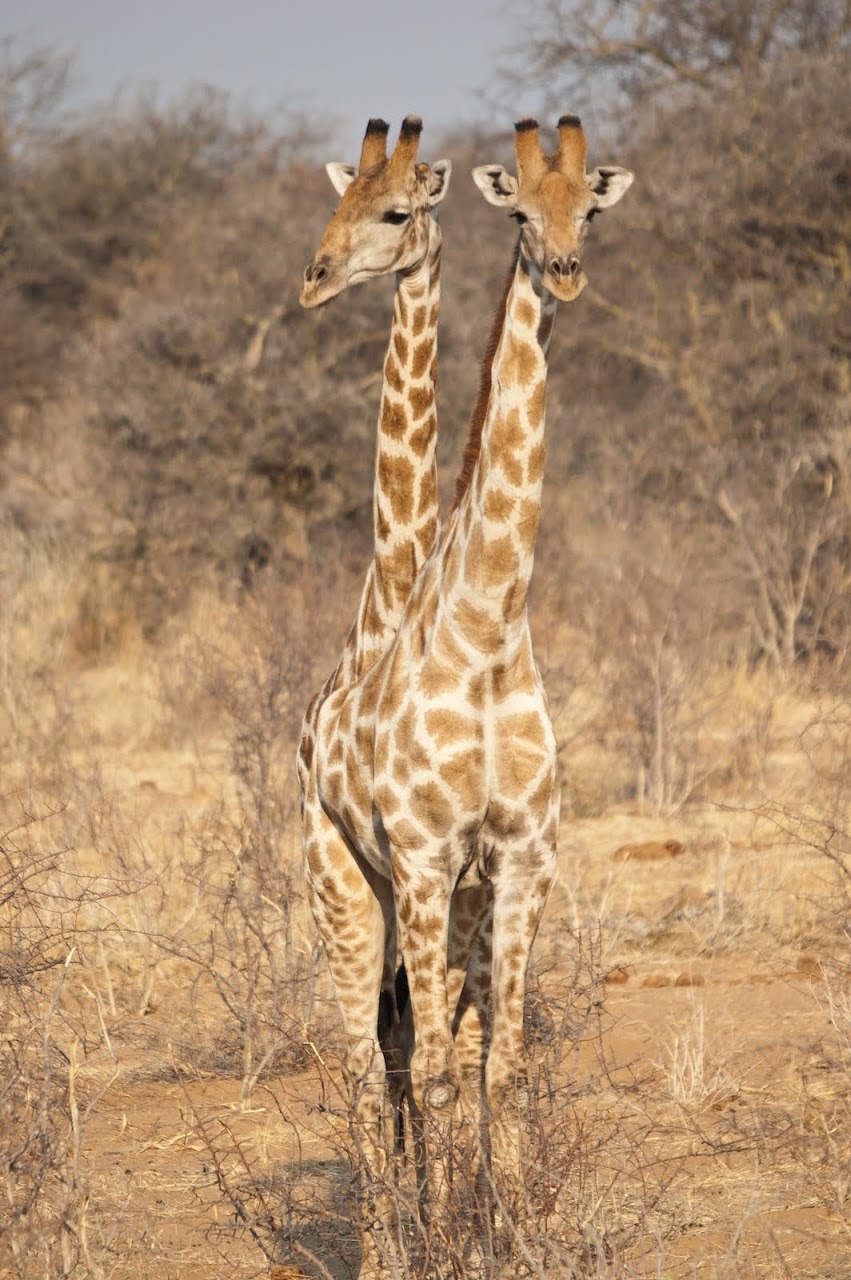 Two-headed giraffe