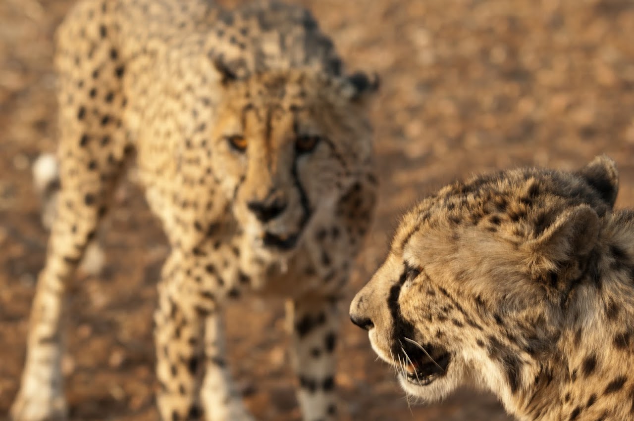 Cheetahs