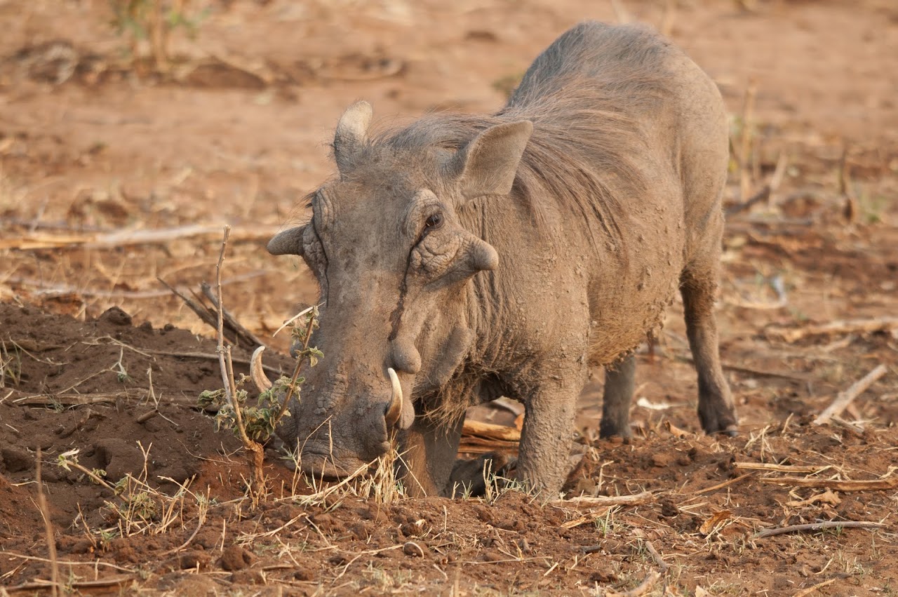 Warthog