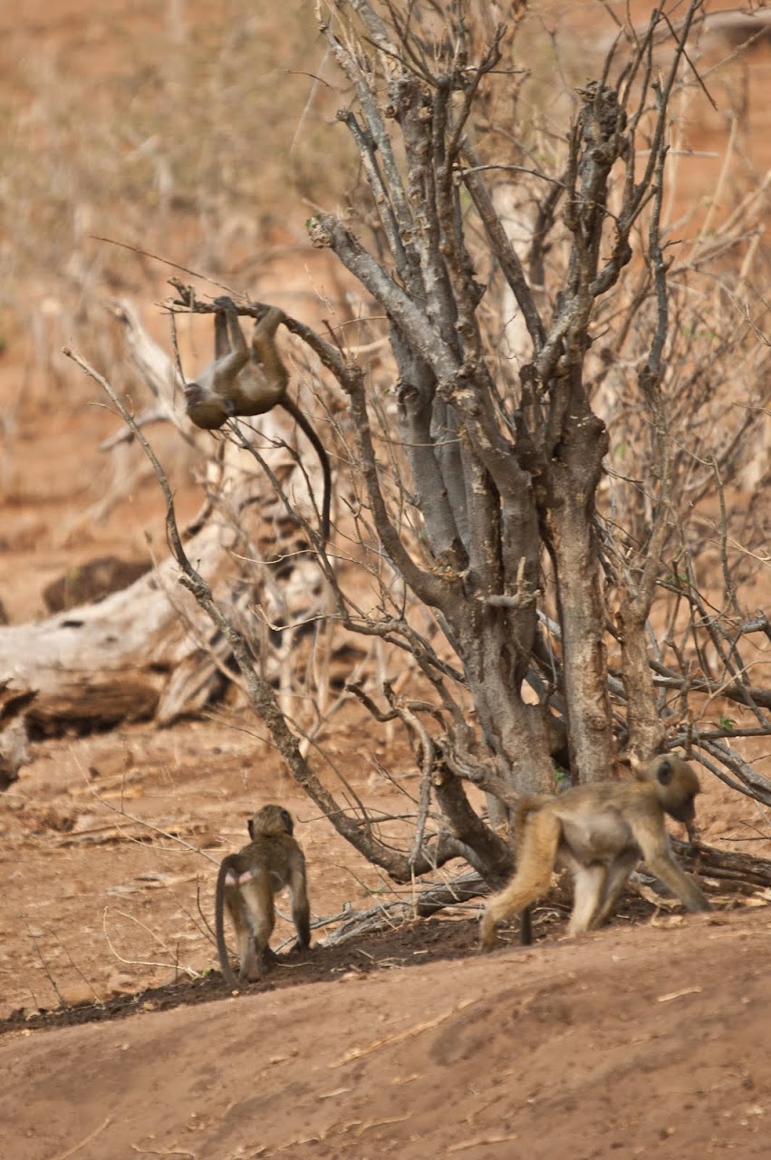 Babboons