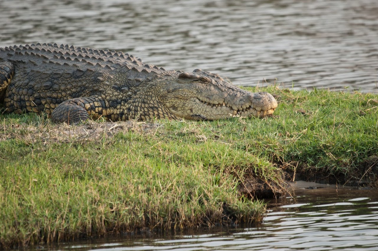 Crocodile