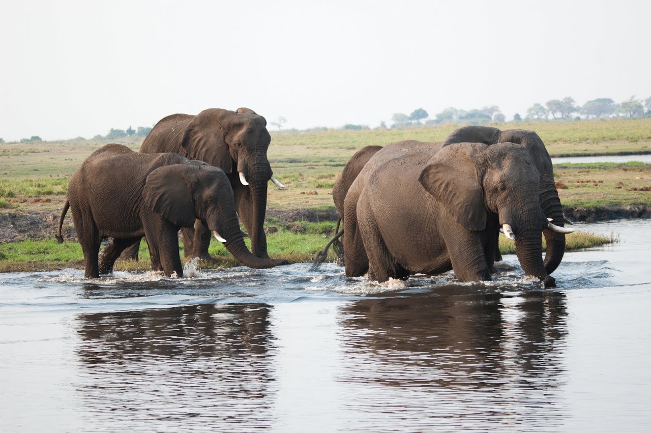 Elephant herd