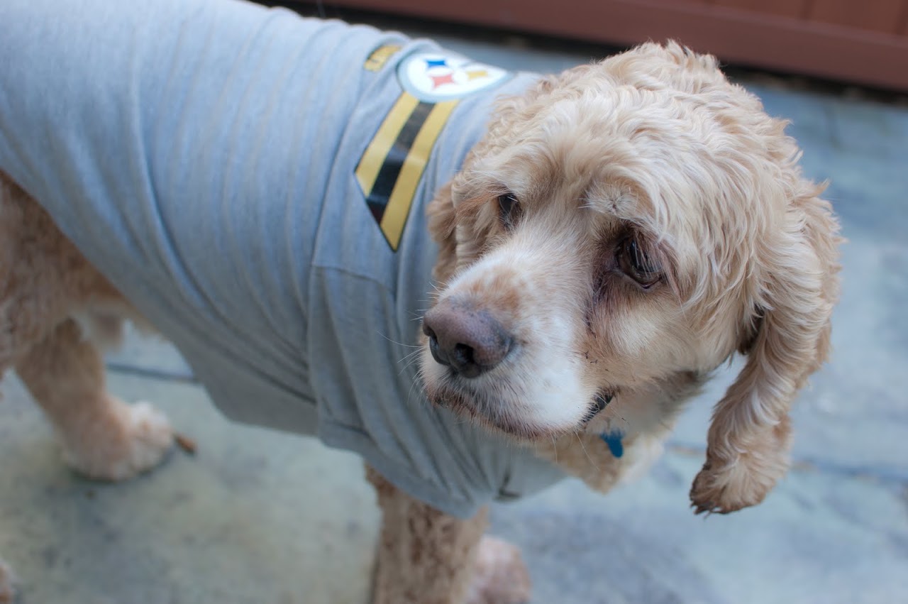 Chewy in his Steelers outfit