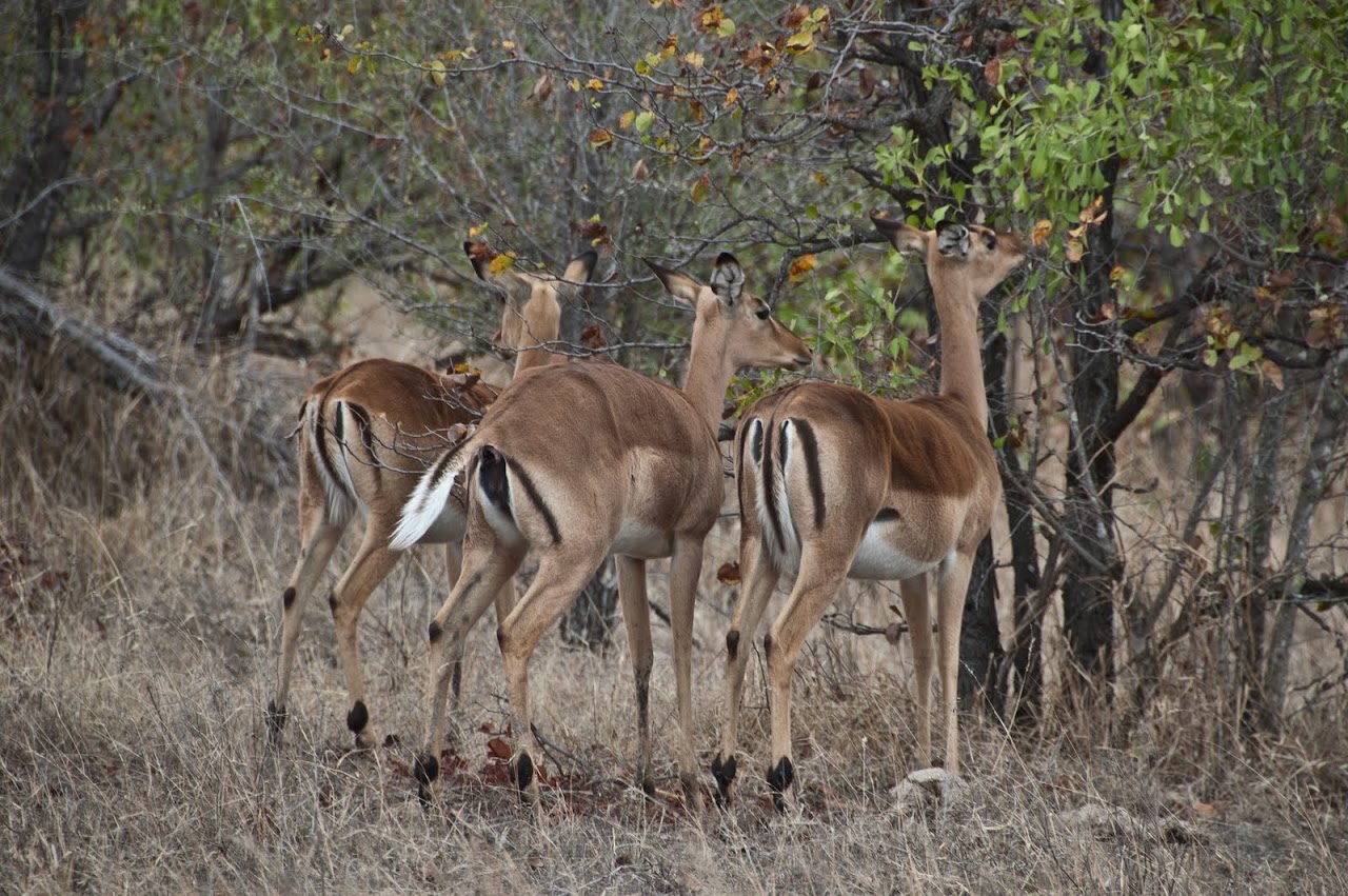Impala butts