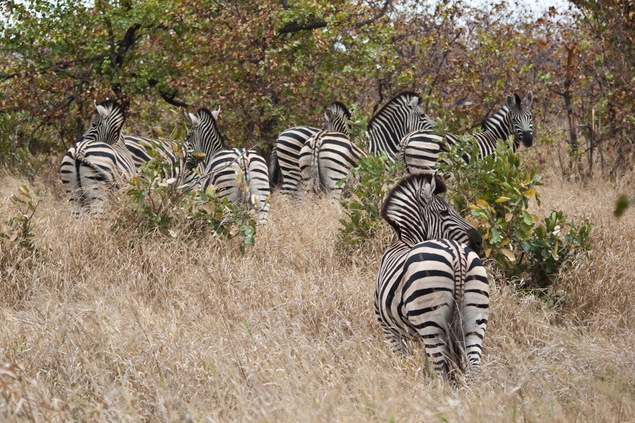 Zebra butts
