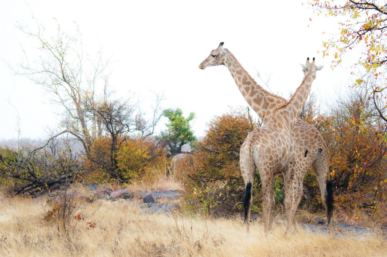 Giraffe butts