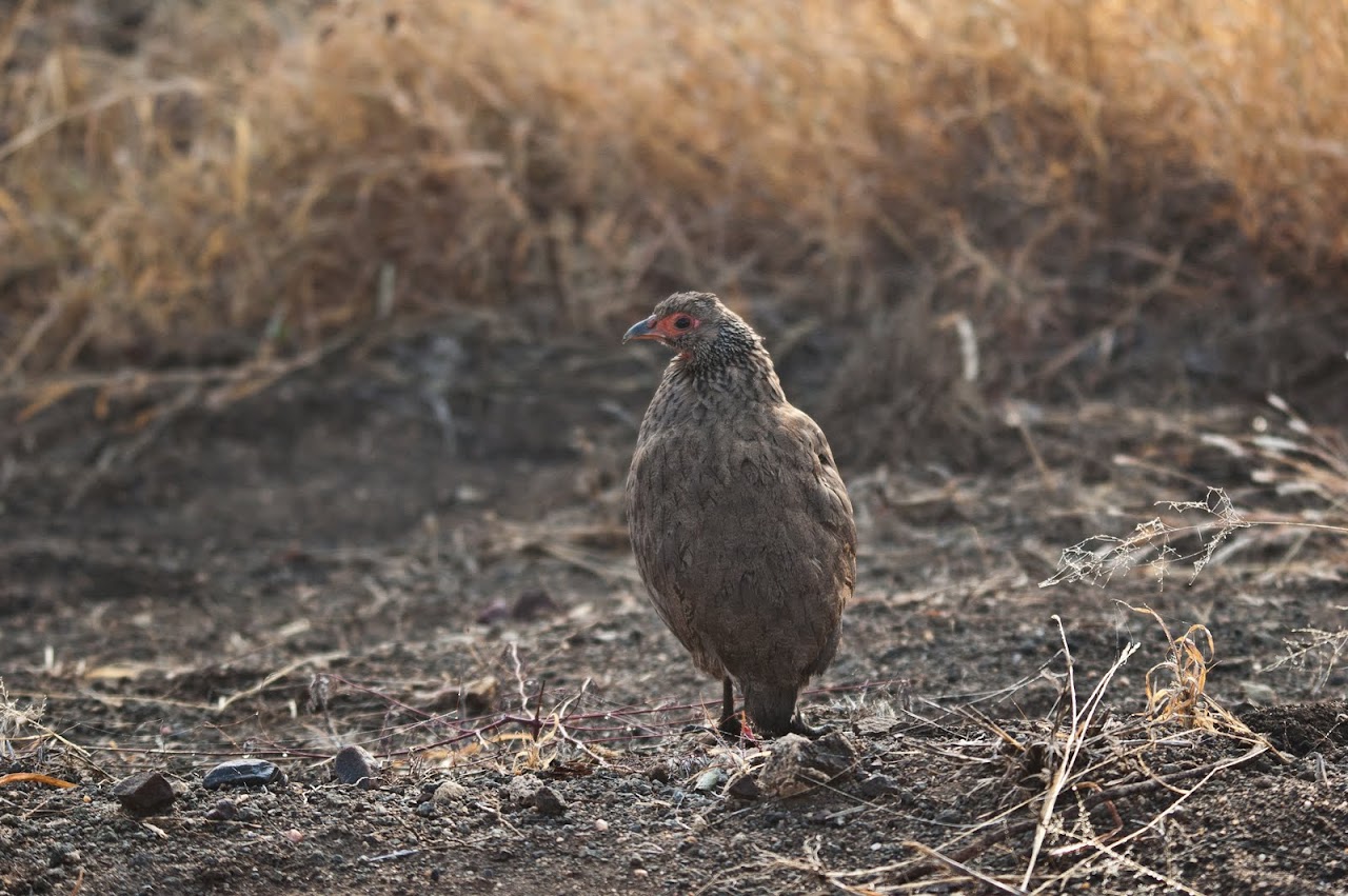 Bird