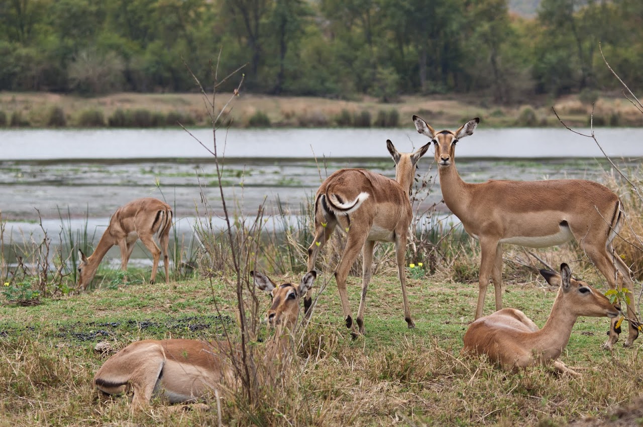 Impalas