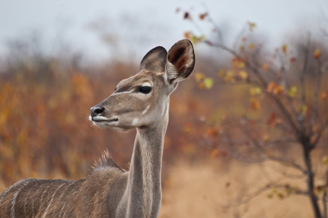 Impala at Kruger