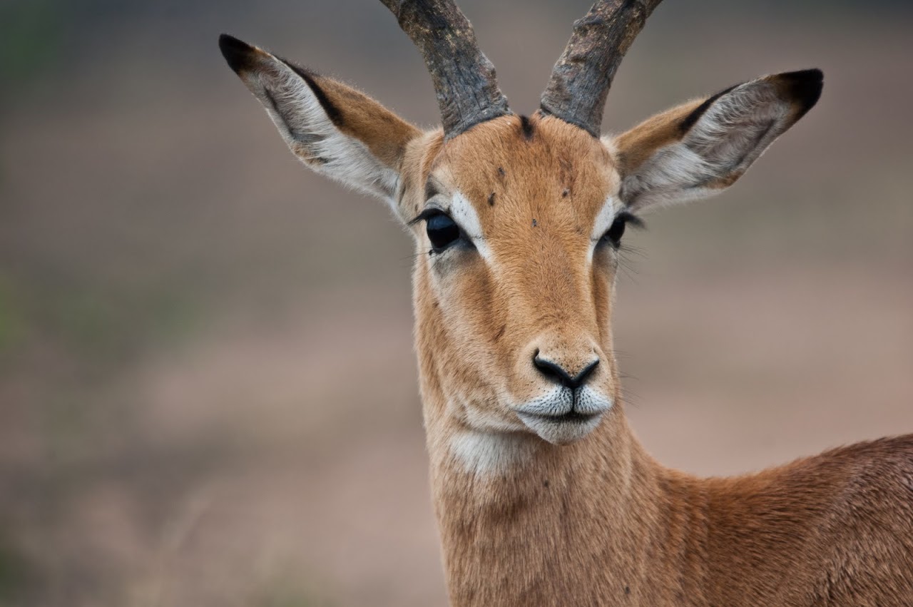 Impala
