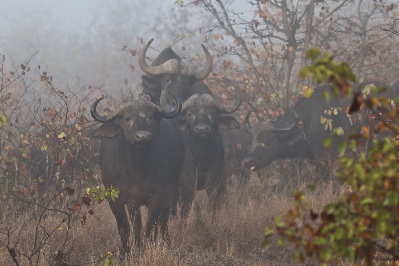 Wild buffalo in the morning