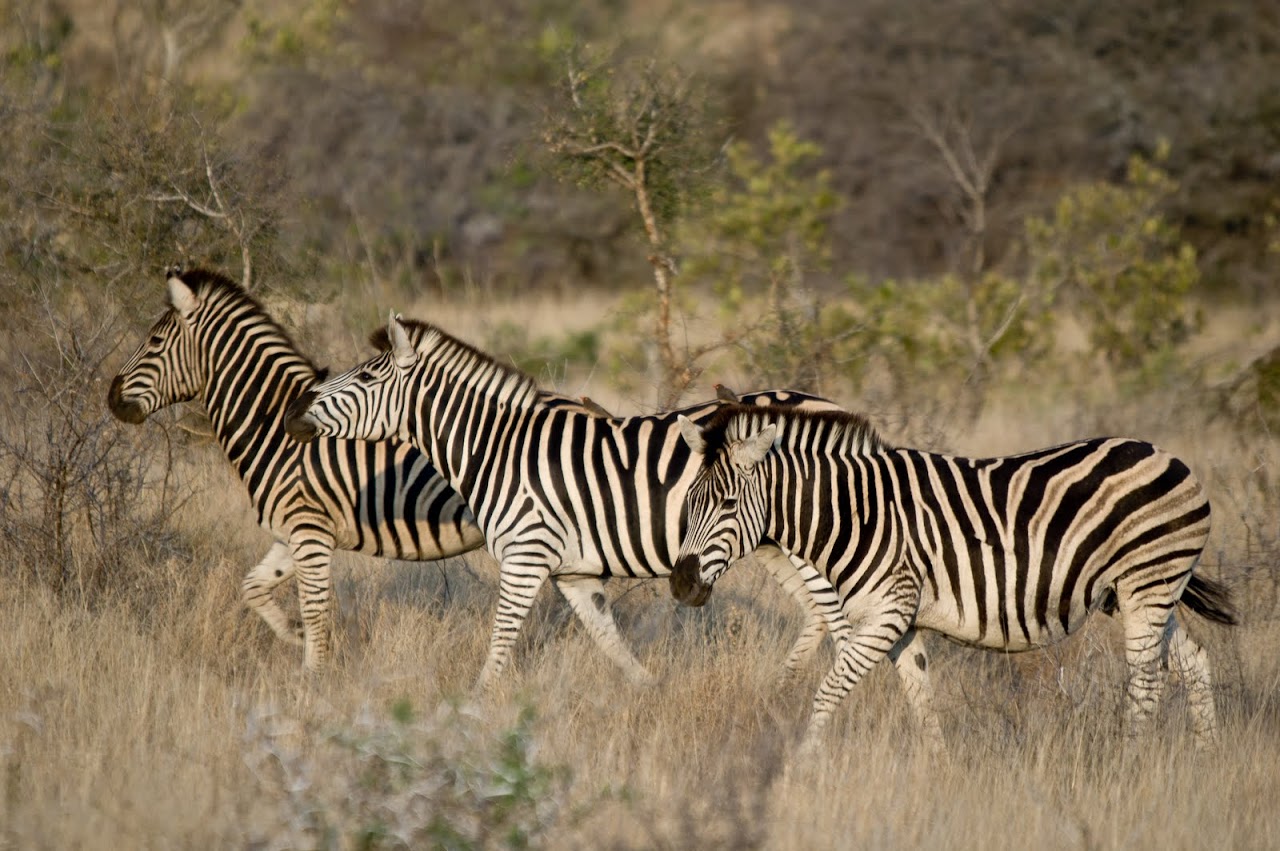 Zebras walking