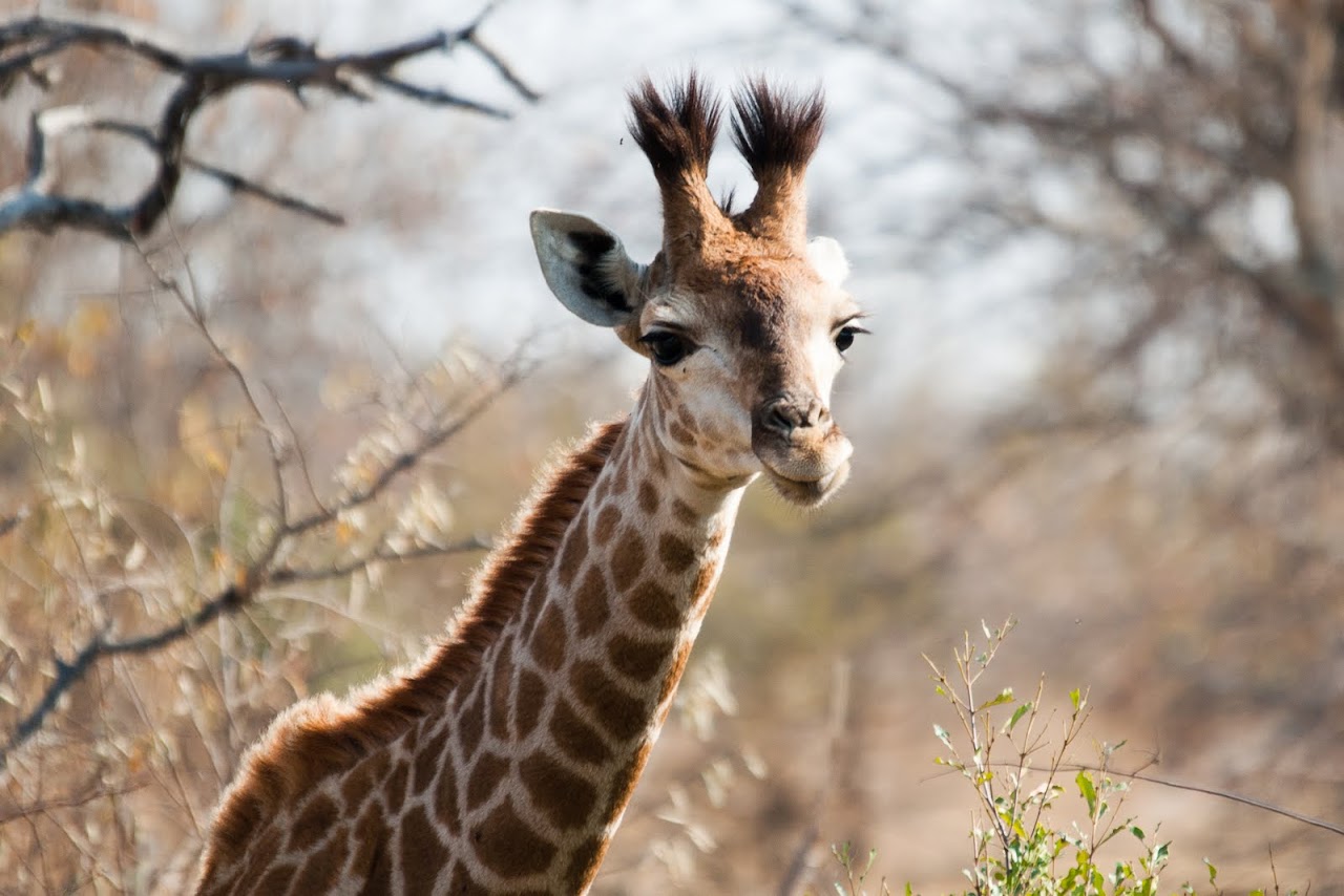 Baby giraffe