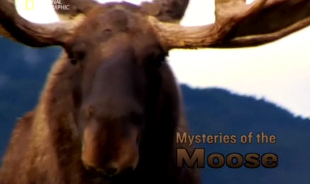 Sekrety łosia / Mysteries of the Moose (2007) PL.TVRip.XviD / Lektor PL Sekrety łosia / Mysteries of the Moose (2007) PL.TVRip.XviD / Lektor PL