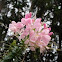 Cleome or Spider Flower  