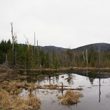 more wetlands