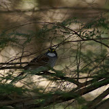 Another Bird, Not Sure What Type