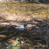 A couple of ducks finding something to eat