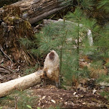 evidence of the beavers