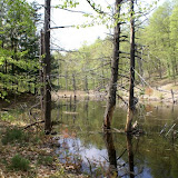 beaver pond
