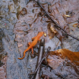 Tons of Newts on the Trail