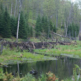 beaver dam