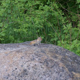 chipmunk looking for some food at the trailhead