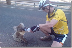 koala drinking