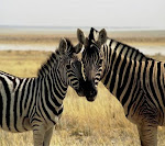 Zebra_33563122.jpg