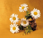 Daisies_33566020.jpg