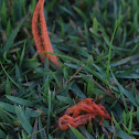 Stinkhorn
