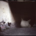 untitled-3-tetya_asya.jpg