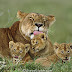 Lioness washing cubs, Masai Mara, Kenya. African lion (Panthera leo)