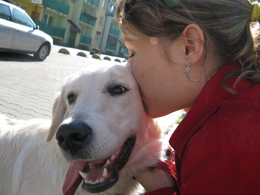 Golden Retriver całowany