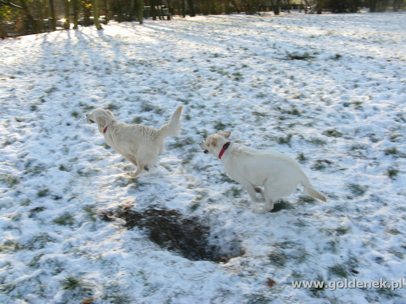 Golden REtriever i Labrador Retriever biegną po śniegu