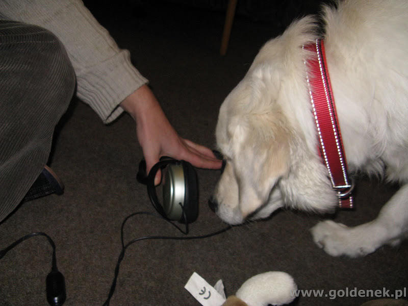 Golden Retriever i muzyka