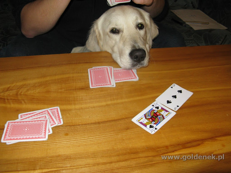 Golden Retriver i gra w karty