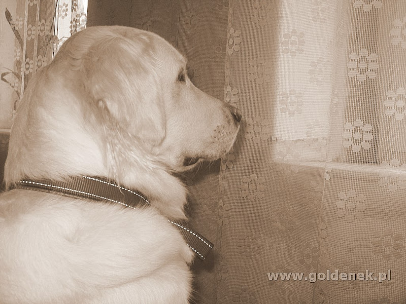 Golden Retriever patrzy w okno