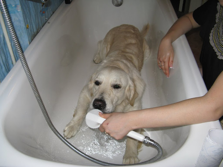Golden Retriever w wannie