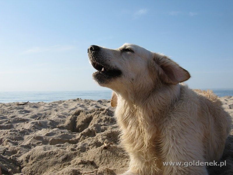 Golden Retriever na plaży