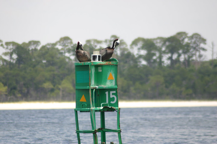 birds