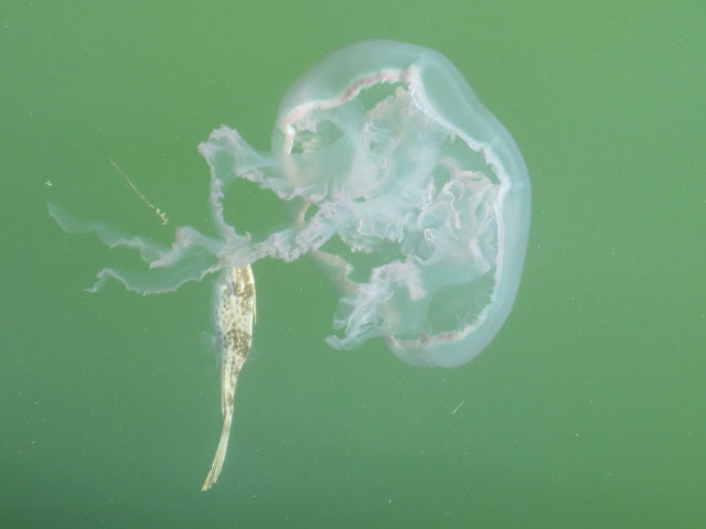 jelly