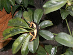 Costa Rica, Spring Break, 2007 263.jpg