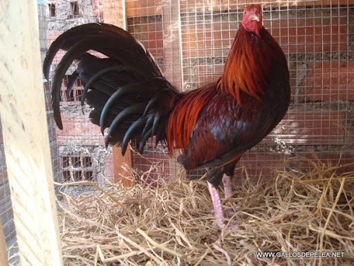 gallo jango dominicano