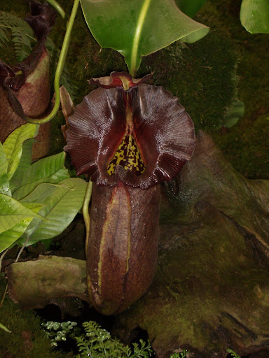 Borneo Exotics