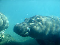 Hippos_2.jpg