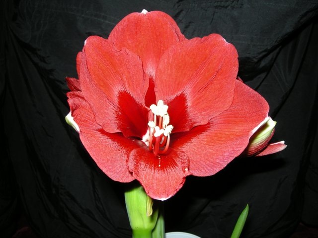 [Royal Red[5].jpg]