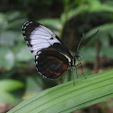 Cydno Longwing
