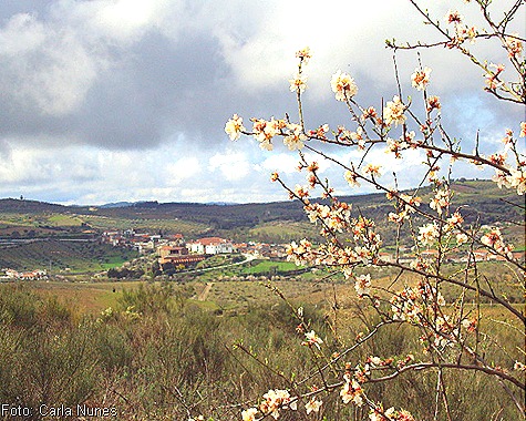 Castelo Branco enfeitada de flores de amendoeira