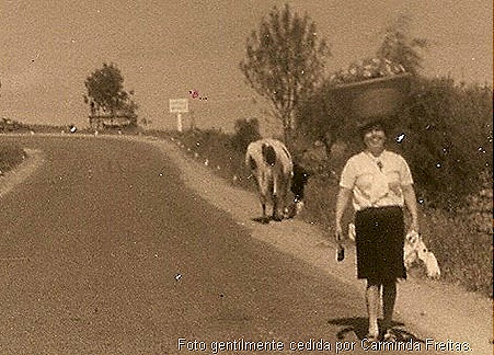 A senhora Carminda a caminho da ribeira com cesto á cabeça ( Alheia a tudo a vaquinha leiteira faz pela vida)